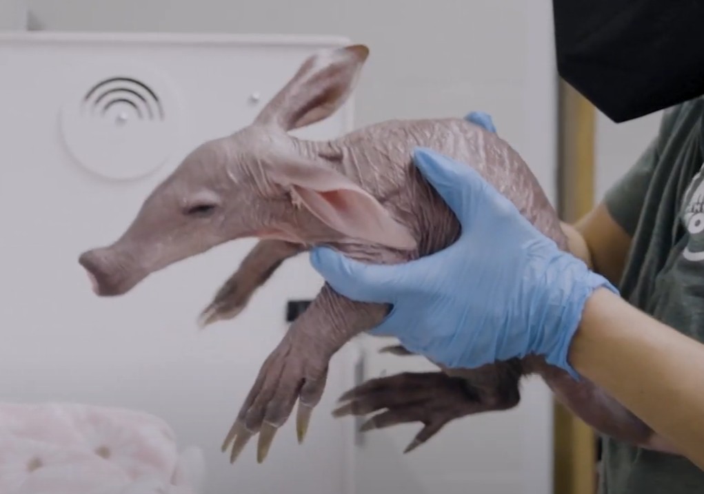 Baby aardvark at Memphis Zoo