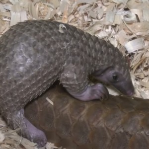 Numa the pangolin at a rehabilitation center in Singapore