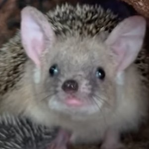 Samsu the hedgehog at a rehabilitation center in Britain